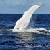 whale_humpback_h_00708_dom2781.jpg